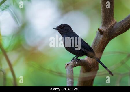 Nördlicher Schwarzflieger - Melaenornis edolioides, schöner ganz schwarzer Singvögel aus afrikanischen Wäldern und Wäldern, Awassa, Äthiopien. Stockfoto