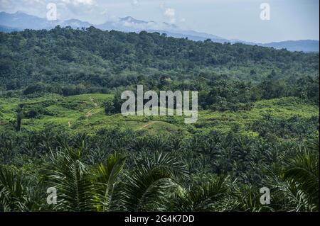 Die malaysische Palmöl-Plantagenfirma Kepong sah am 22. Juni 2021 im Distrikt Langkat, Provinz Nord-Sumatra, Indonesien, die Grenze zum Gunung Leuser National Park (TNGL) als Ökotourismus von Bukit Lawang. Foto von Sutanta Aditya/ABACAPRESS.COM Stockfoto