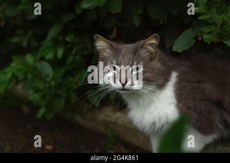 Eine streunende graue Katze sitzt auf dem Boden und schaut auf die Kamera. Ein trauriges, unglückliches Kätzchen mit weiß-grauer, flauschiger Farbe und grünen Augen schlappt im Park Stockfoto