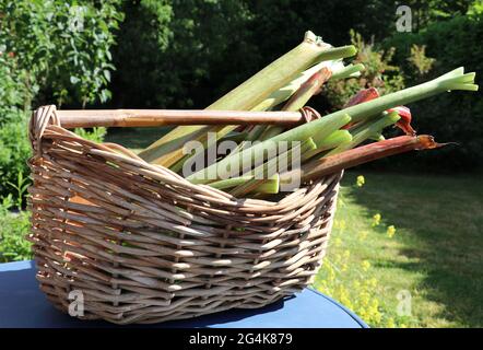 Korb mit frisch geernteten Rhabarberstielen Stockfoto