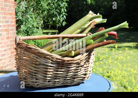 Korb mit frisch geernteten Rhabarberstielen Stockfoto