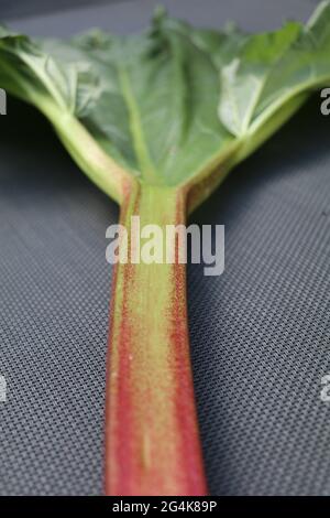 Nahaufnahme mit selektivem Fokus auf einen Rhabarberstiel mit grünen Blättern Stockfoto