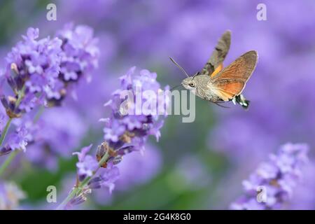 Die Kolibri-Falkenmotte (Macroglossum stellatarum) ist eine Art von Falkenmotte, die in den gemäßigten Regionen Eurasiens gefunden wird. Die Art ist nach ihrer benannt Stockfoto