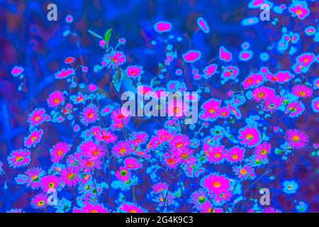 Leuchtend rosa holografische neonfarbene Sommerblumen Stockfoto