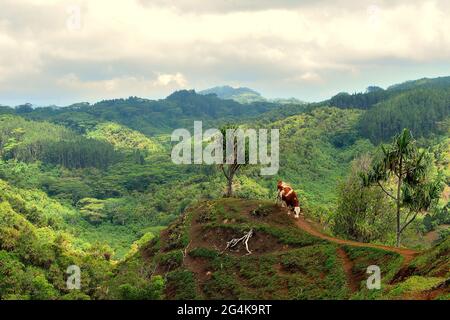 Marquesas-Inseln, Französisch-Polynesien: Übersicht über die grünen Berge vom Toovii-Plateau, Nuku Hiva-Insel. Landschaft und Kuh im Berg Stockfoto