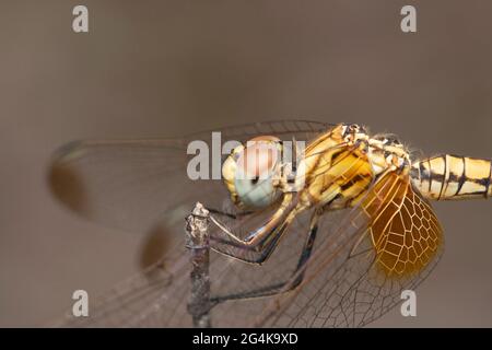 Nahaufnahme des karmesinroten Sumpfseglers, Trithemis aurora, Satara, Maharashtra, Indien Stockfoto