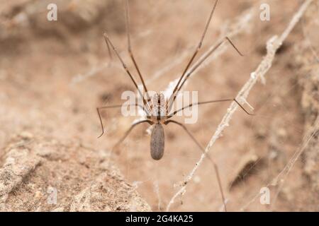 Daddi, langbeinige Spinne, Pholcus phalangioides, Satara, Maharashtra, Indien Stockfoto