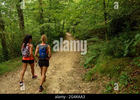 Wandern in l'Obaga de Queralt, Wandern durch den grünen Buchenwald im Sommer (Berguedà, Katalonien, Spanien, Pyrenäen) Stockfoto