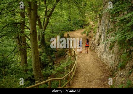 Wandern in l'Obaga de Queralt, Wandern durch den grünen Buchenwald im Sommer (Berguedà, Katalonien, Spanien, Pyrenäen) Stockfoto