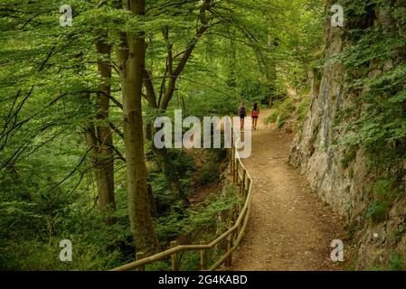 Wandern in l'Obaga de Queralt, Wandern durch den grünen Buchenwald im Sommer (Berguedà, Katalonien, Spanien, Pyrenäen) Stockfoto