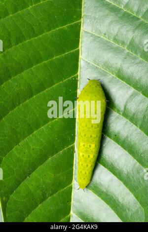 Puppationsprozess des Common jay Butterfly, Graphium Doson, Satara, Maharashtra, Indien Stockfoto