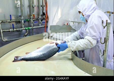 22. Juni 2021, Qingdao, Qingdao, China: Am 21. Juni erntete die Tiefseefischerei ''Deep Blue No. 1'' Lachs im ''Cold Water Mass''-Gebiet, 120 Seemeilen von der Stadt Qingdao entfernt, in den Tiefen des Gelben Meeres, offiziell Fisch, Und ein Schwanz von kommerziellem Lachs von 5 bis 7 Kilogramm wurde unter Unterdruck-Luftansaugung in die Landwirtschaft gebracht. Der verarbeitete und gekühlte frische Lachs in der industriellen Schiffsverarbeitungswerkstatt entspricht den EU-Exportstandards und kann innerhalb von 12 Stunden unter der Kühlkette für die Bürger des Qingdao West Coast New Area auf dem Tisch stehen. Die Erntekapazität des Tages erreichte m Stockfoto