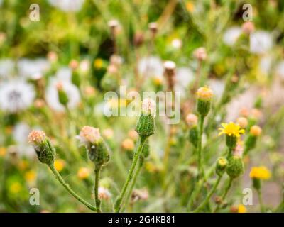 Glatter Hagebart (Crepis capillaris), geschlossene Blume, eingewickelt in ein zartes Spinnennetz Stockfoto