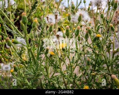 Glatter Hagebart (Crepis capillaris), bedeckt mit einem Flusen blühender Blüten Stockfoto