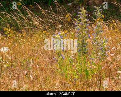 Viper's-bugloss - Echium vulgare - blüht auf einer Sommerwiese Stockfoto