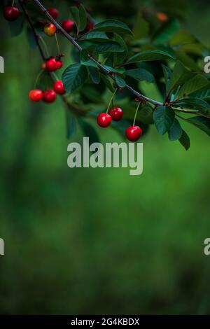 Beeren von roten reifen süßen Kirschen auf Ästen in grünem Laub Stockfoto