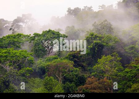 Panamalandschaft mit nebligen und feuchten Regenwäldern nach Regenfällen im Soberania-Nationalpark, Provinz Colon, Republik Panama, Mittelamerika. Stockfoto