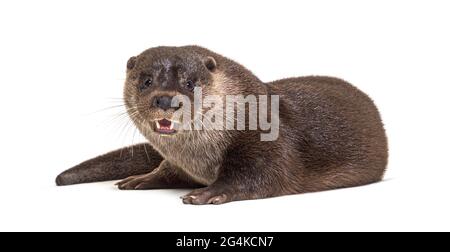 Erwachsener fischotter, isoliert auf Weiß Stockfoto