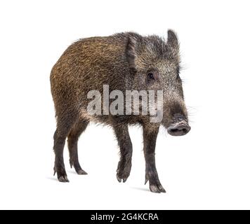 Wildschwein, das vorne steht, isoliert auf Weiß Stockfoto