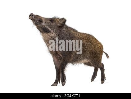 Wildschwein, das vorne steht, isoliert auf Weiß Stockfoto
