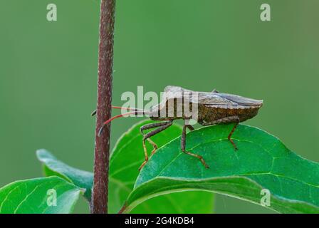 Dock Bug sitzt regungslos auf einem Blatt. Seitenansicht, Nahaufnahme. Unscharfer natürlicher grüner Hintergrund. Gattungsart Coreus marginatus. Stockfoto