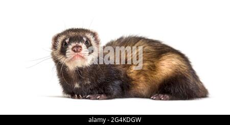 Europäischer Polecat schaut weg, isoliert, wildes Frettchen. Stockfoto