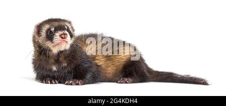 Europäischer Polecat schaut weg, isoliert, wildes Frettchen. Stockfoto