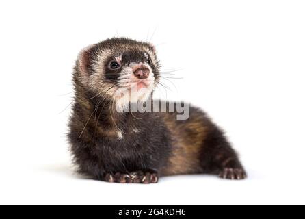 Europäischer Polecat schaut weg, isoliert, wildes Frettchen. Stockfoto