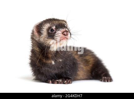 Europäischer Polecat schaut weg, isoliert, wildes Frettchen. Stockfoto