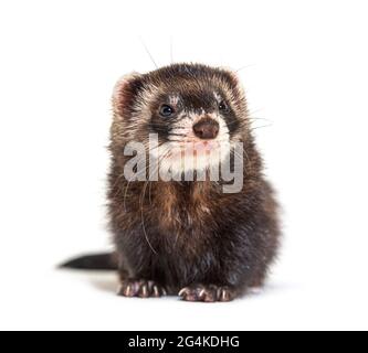 Europäischer Polecat schaut weg, isoliert, wildes Frettchen. Stockfoto