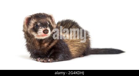 Europäischer Polecat schaut weg, isoliert, wildes Frettchen. Stockfoto