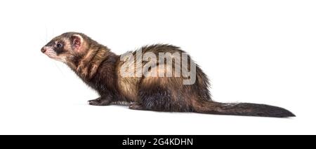 Europäischer Polecat schaut weg, isoliert, wildes Frettchen. Stockfoto