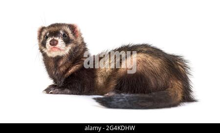 Europäischer Polecat schaut weg, isoliert, wildes Frettchen. Stockfoto