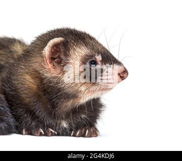 Europäischer Polecat schaut weg, isoliert, wildes Frettchen. Stockfoto