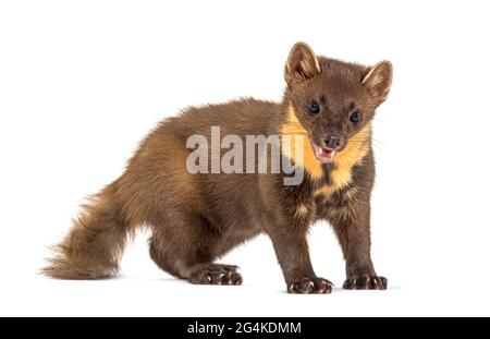 Kiefernmarder stehend, isoliert auf Weiß Stockfoto