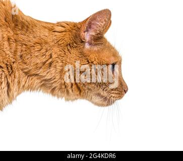 Portrait Profil Kopf Schuss Ingwer Katze, isoliert Stockfoto