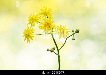 Crepis biennis, Zweig mit Knospen und Blüten aus rauem Hawksbart vor verschwommenem Hintergrund Stockfoto