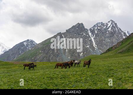 Blick auf die Berglandschaft. Grünes Gras im Bergtal Blick und Pferde. Bergpanorama. Stockfoto