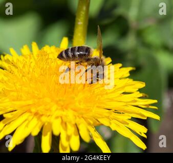 Detail der Biene oder Honigbiene in Latein APIs Mellifera, europäische oder westliche Honigbiene auf gelber Blüte des gemeinen Löwenzahn sitzend Stockfoto