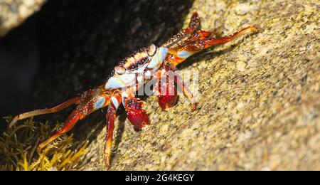 Rote Krabbe auf Stein sitzend, Meereskruste, Wassertier Stockfoto