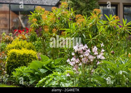 Aquilegia und Honig-euporbia in einem schottischen Garten im Mai Stockfoto