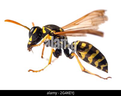 Europäische Wespe Deutsche Wespe oder deutsche gelbe Jacke isoliert Auf weißem Hintergrund in lateinischer Vespula Vulgaris oder Germanica Stockfoto