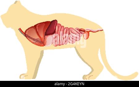 Anatomie der Katze mit Darstellung der inneren Organstruktur Stock Vektor