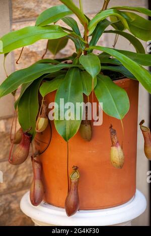 Tropical Pitcher Plant (fleischfressende Pflanze) in einem schottischen Zuhause Stockfoto