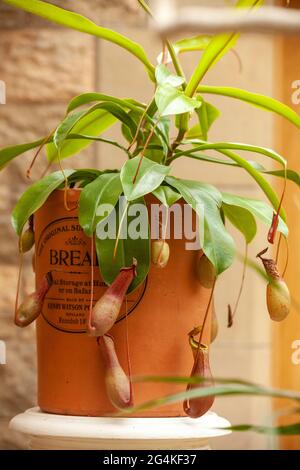 Tropical Pitcher Plant (fleischfressende Pflanze) in einem schottischen Zuhause Stockfoto