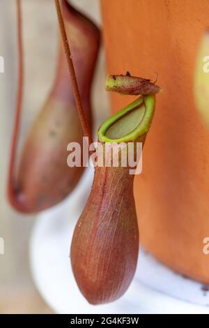 Tropical Pitcher Plant (fleischfressende Pflanze) in einem schottischen Zuhause Stockfoto