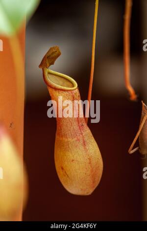 Tropical Pitcher Plant (fleischfressende Pflanze) in einem schottischen Zuhause Stockfoto