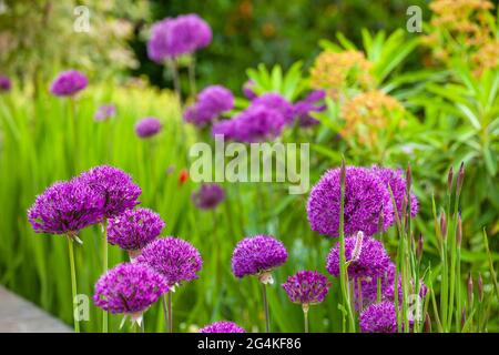 Allium wächst in einem heimischen Garten in Schottland Stockfoto