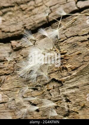 Nahaufnahme von Dandelionssamen auf Holzhintergrund Stockfoto