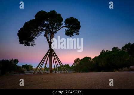 Die Kiefer namens Pi d'en Xandri, in Sant Cugat del Vallès, bei Sonnenaufgang (Vallès Ocidental, Barcelona, Katalonien, Spanien) ESP: El pino d'en Xandri, España Stockfoto